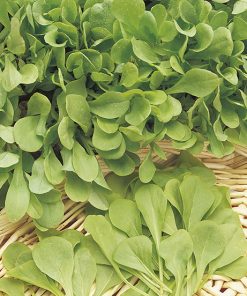 produzione semi cicoria zuccherina di trieste